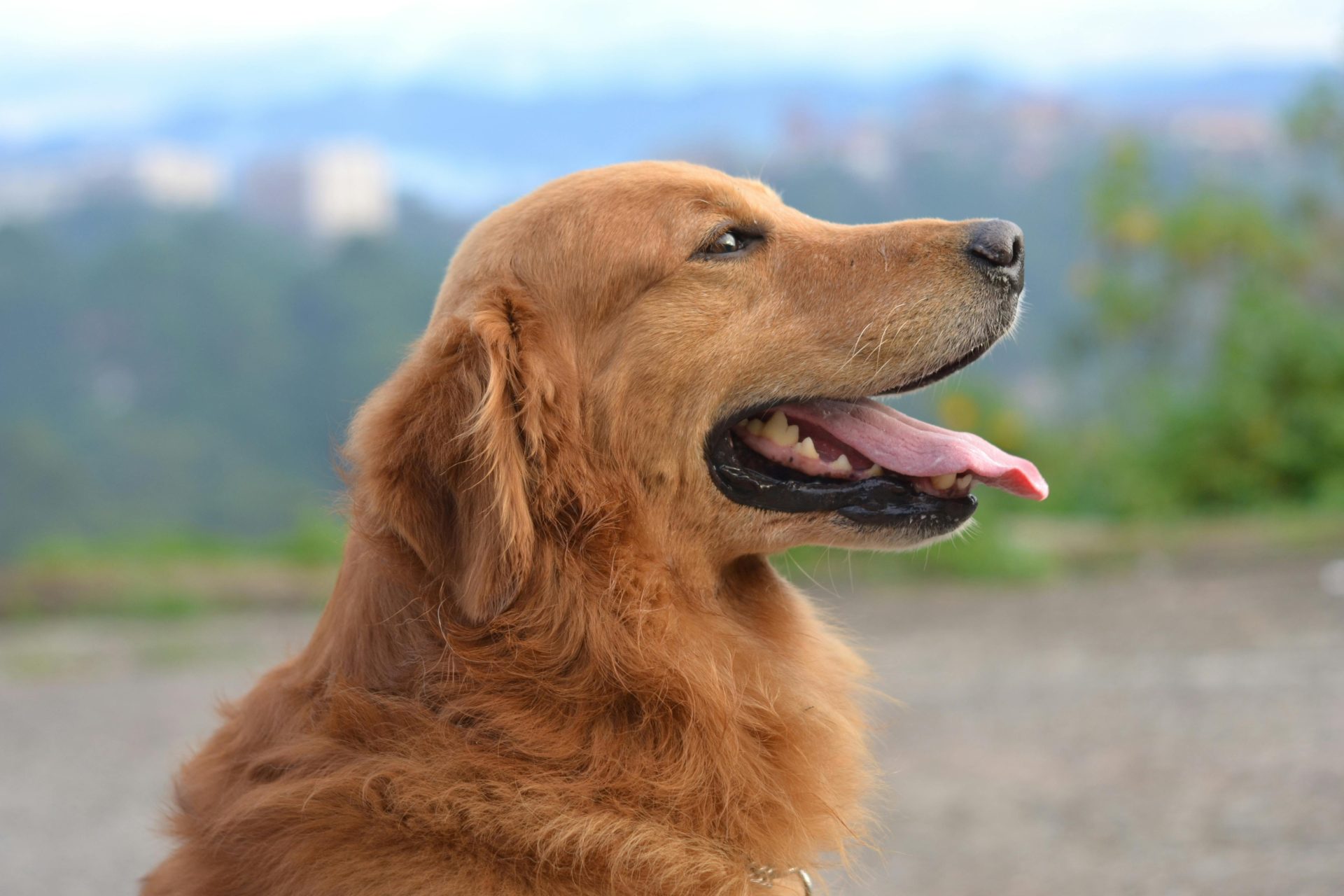 Estas são as 6 raças de cachorro mais inteligente