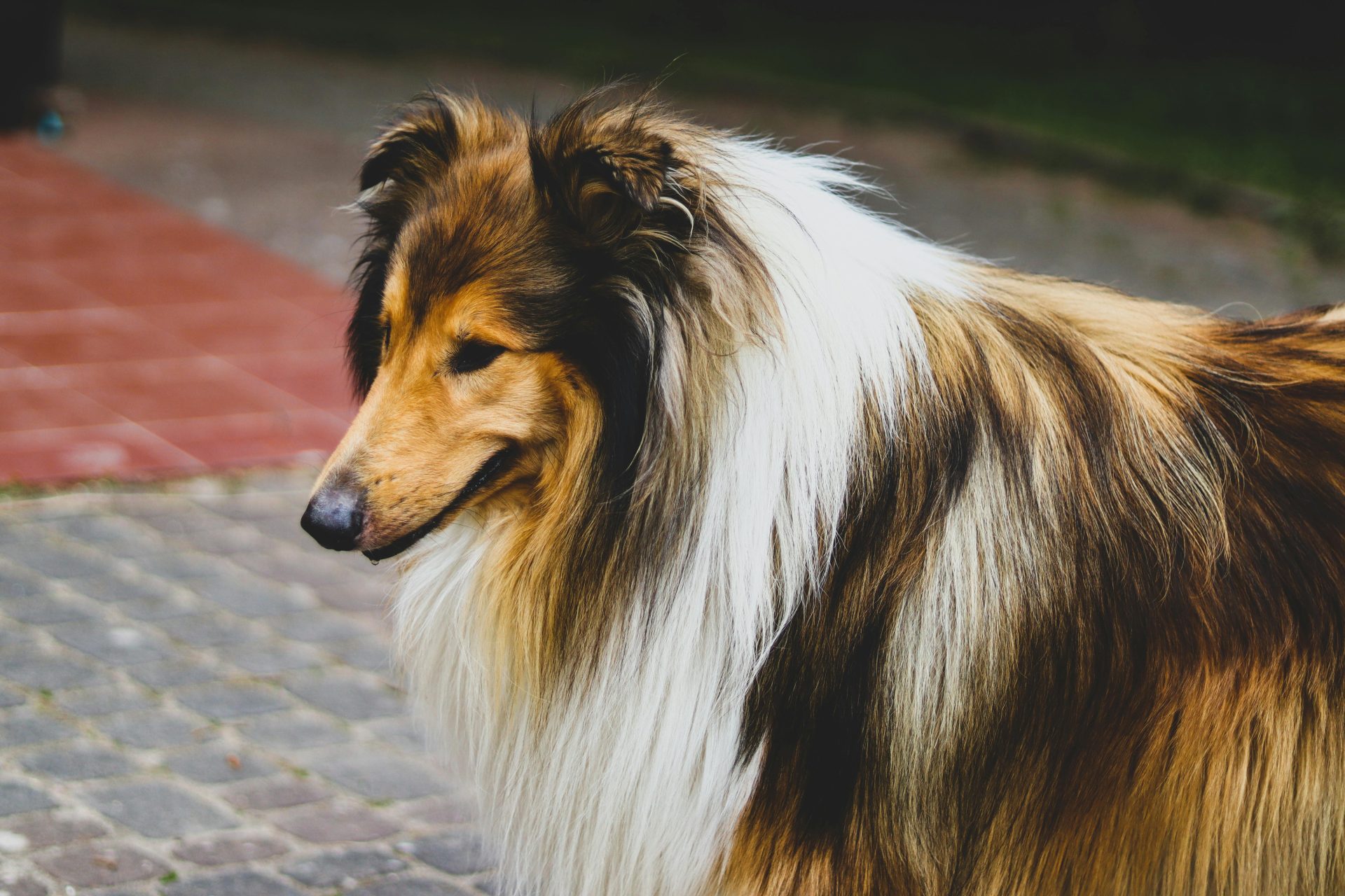 Estas são as 6 raças de cachorro mais inteligente