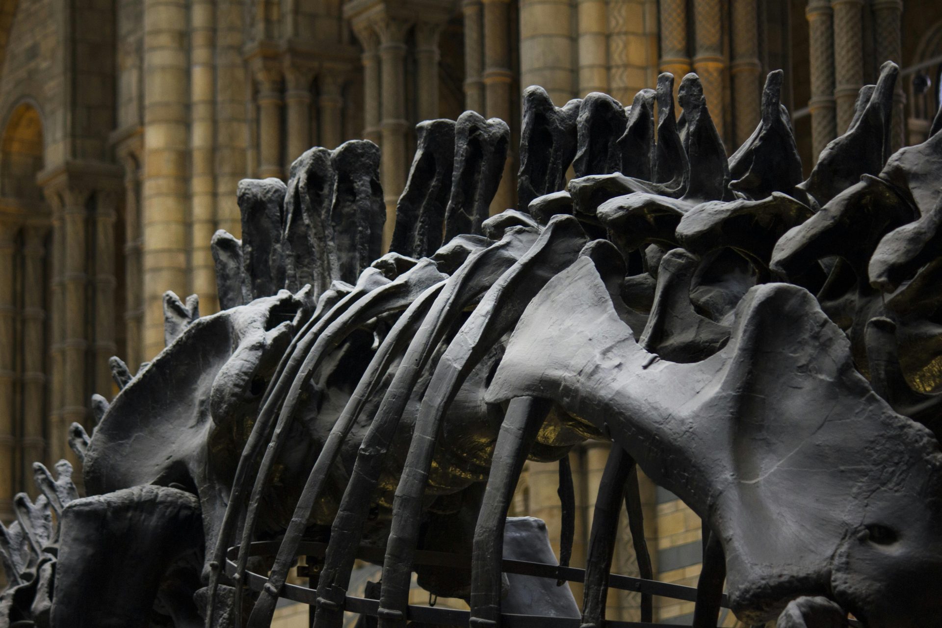 O maior erro sobre dinossauros que você aprendeu na escola