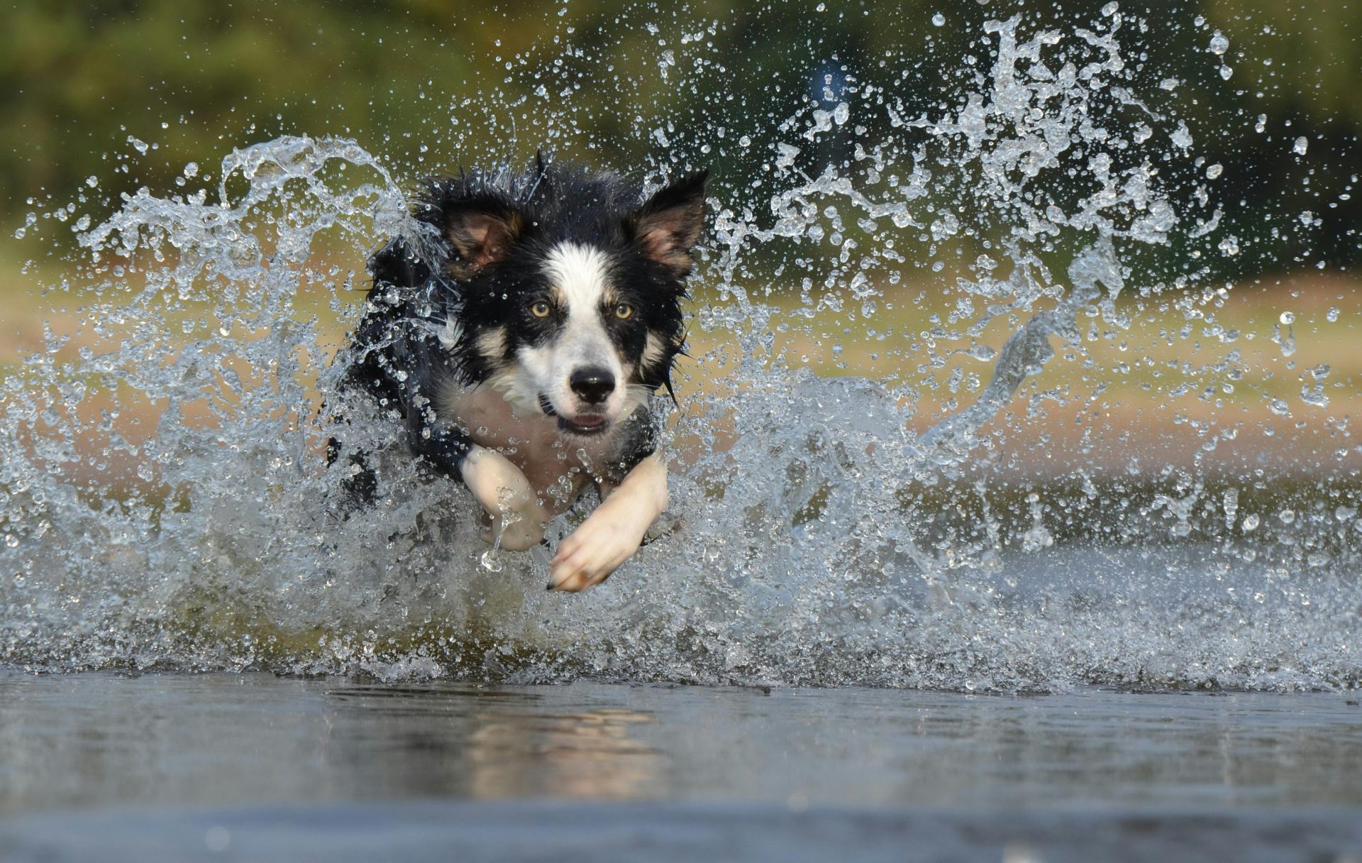 Estas são as 6 raças de cachorro mais inteligente