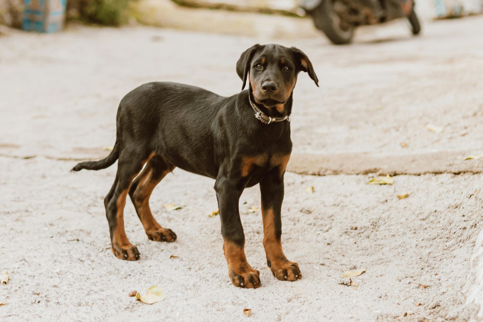 Estas são as 6 raças de cachorro mais inteligente