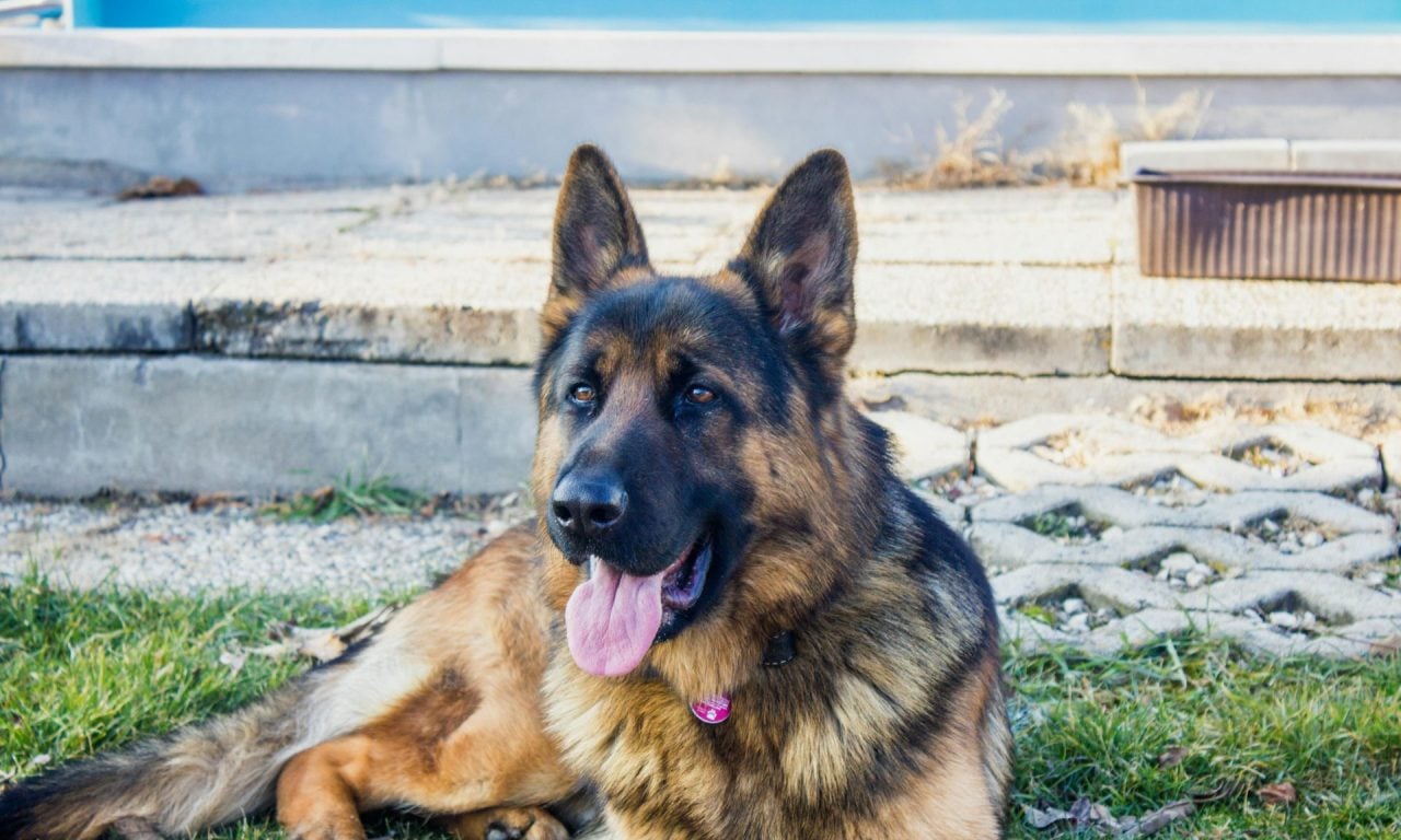 Estas são as 6 raças de cachorro mais inteligente