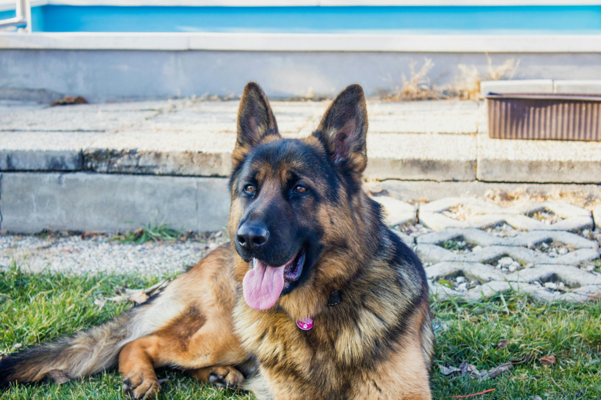 Estas são as 6 raças de cachorro mais inteligente