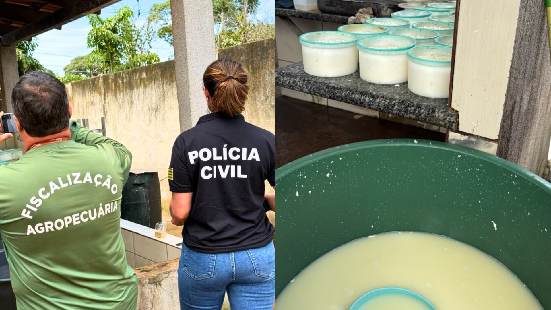 PCGO apreende 100 quilos de queijo em visita a laticínio clandestino em Goiânia