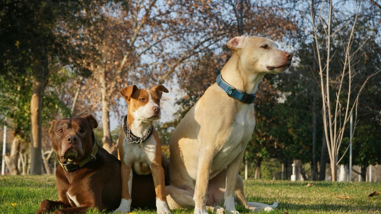 Após divórcio, casal busca acordo de guarda compartilhada de cães em Goiânia