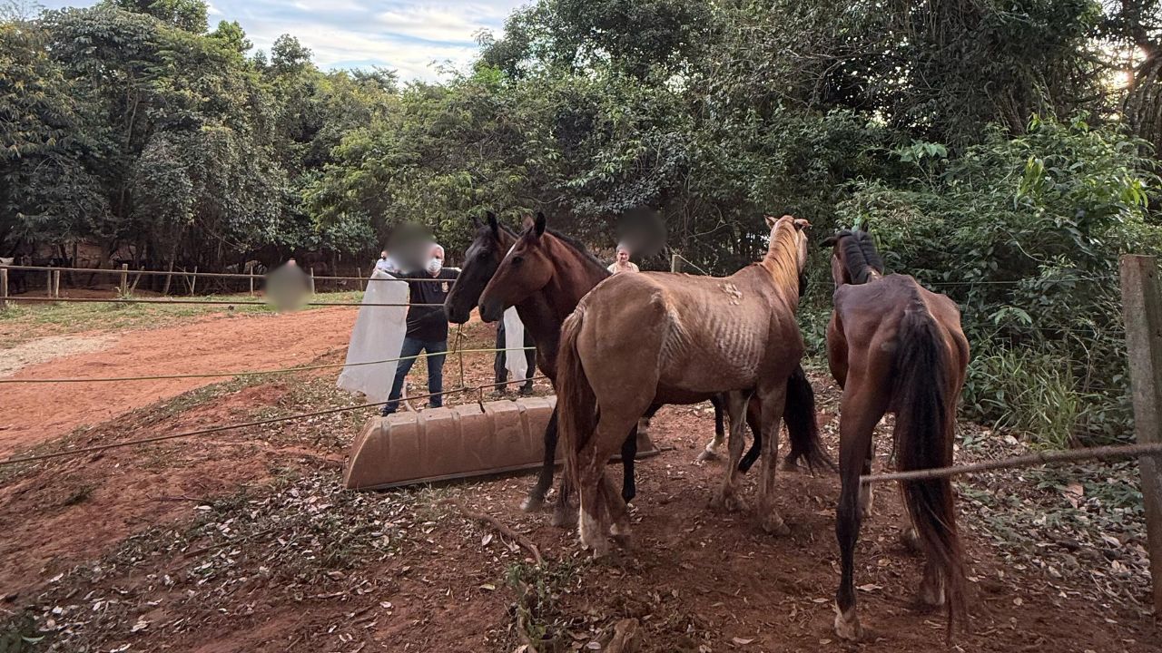 Abate ilegal de animais