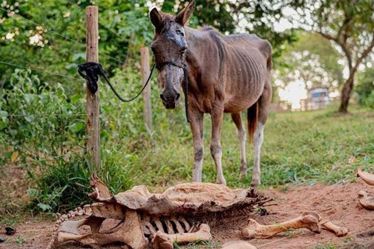 Poderosos podem estar envolvidos no escândalo das carnes de cavalo em Anápolis