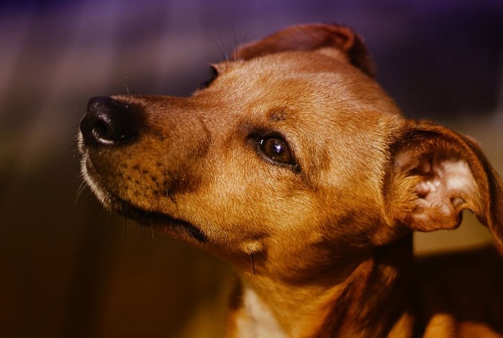 Cães e gatos comunitários: uma responsabilidade de todos em nossa cidade