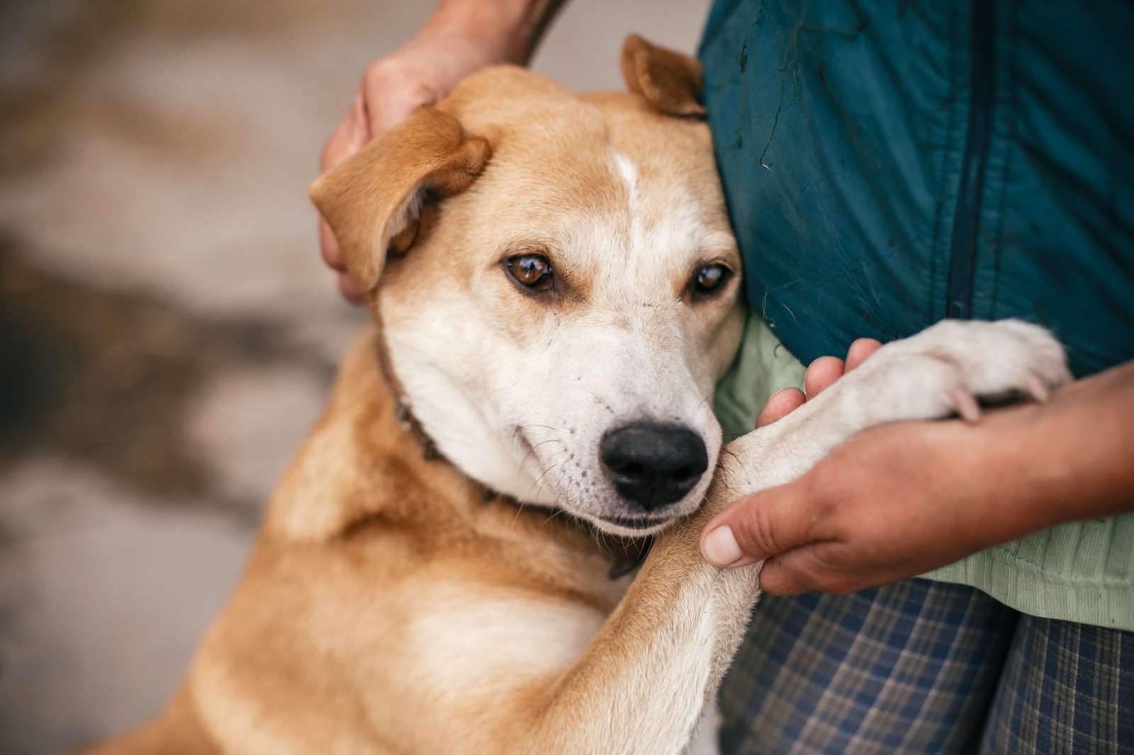 O Dia Nacional dos Animais e a nossa responsabilidade com eles