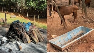 Matadouro clandestino de cavalos