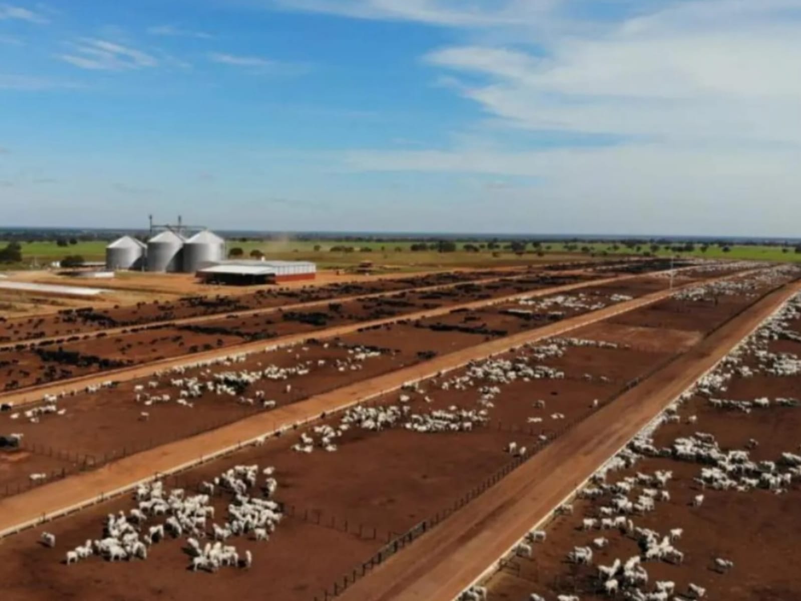 Parte do rebanho da fazenda. (Foto: Divulgação)