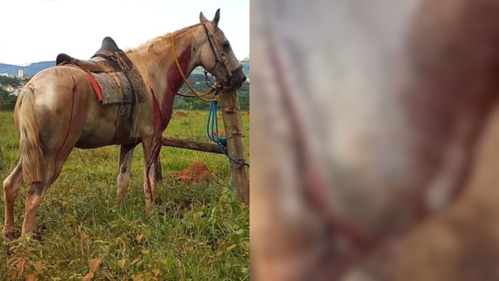 Homem vai parar na delegacia após polícia descobrir estado de saúde do cavalo dele