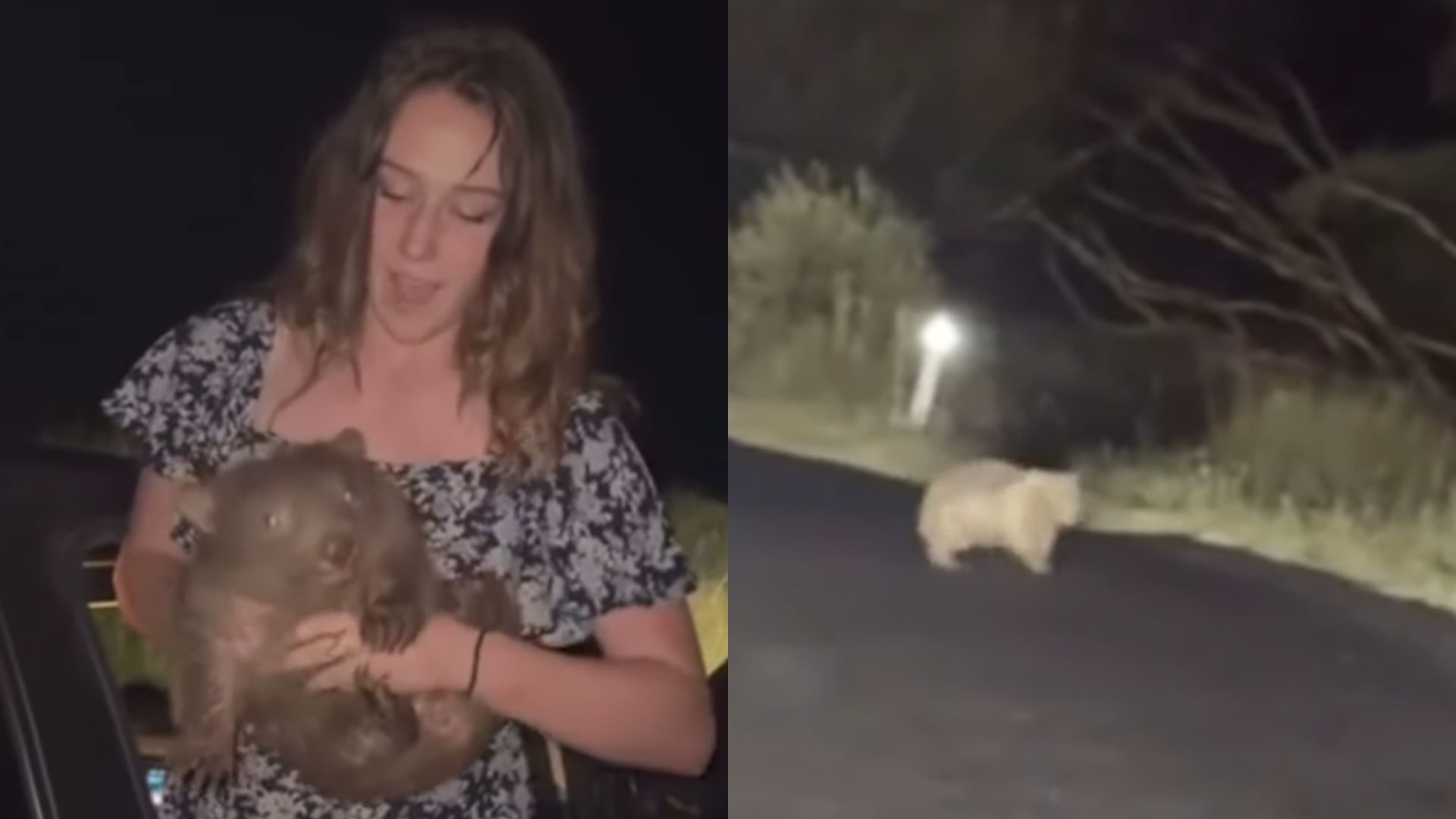 Turista dos EUA posta foto com filhote de wombat e é criticada