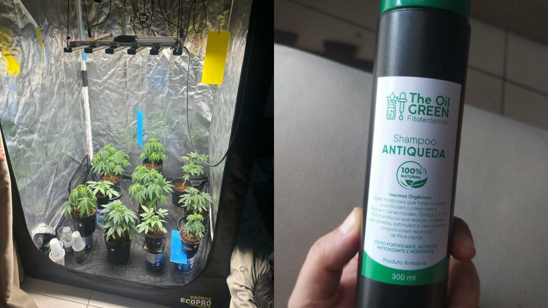 Muita maconha e shampoo antiqueda: veja os detalhes de operação que fechou laboratório em bairro nobre de Goiânia