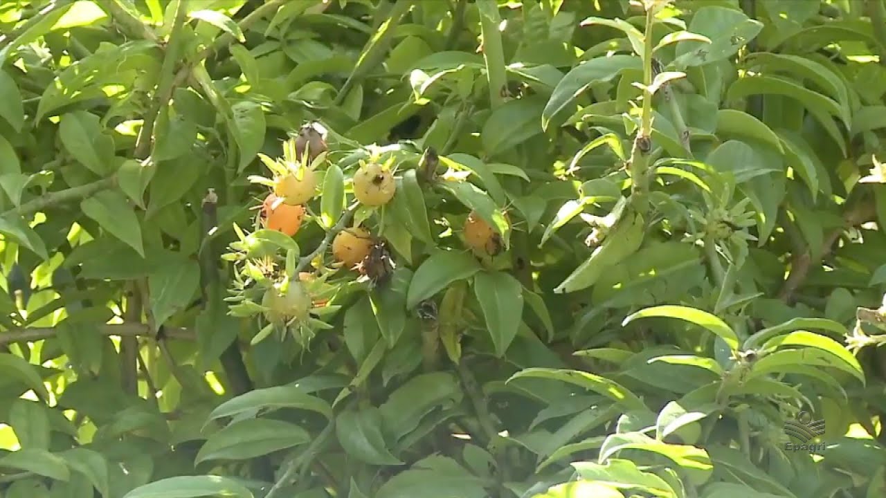 A folha verde que turbina a imunidade e cresce em qualquer cantinho