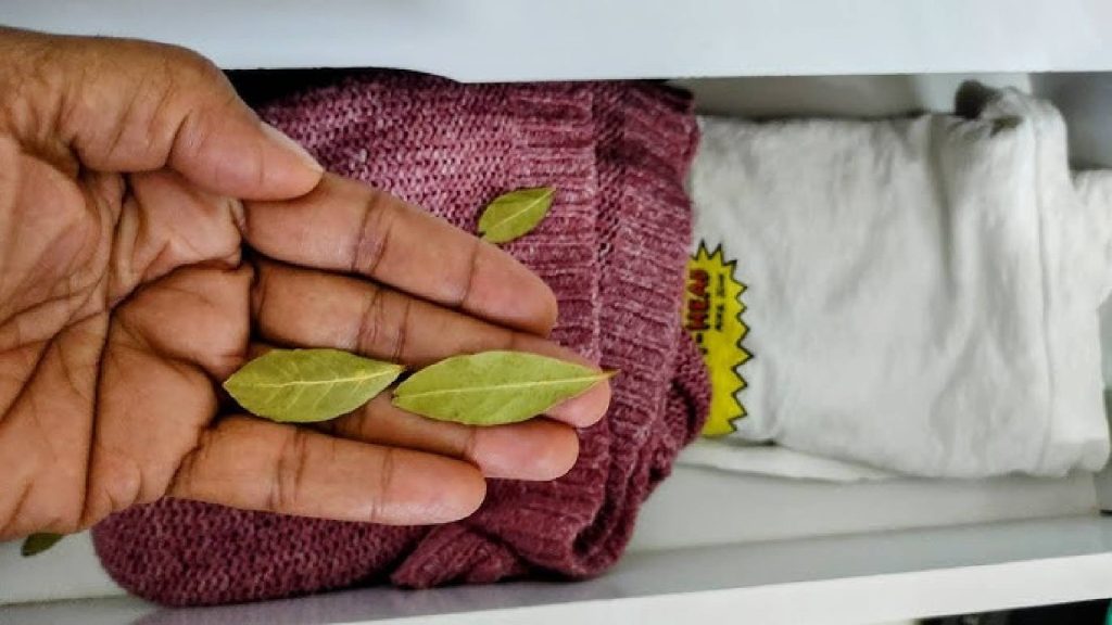 Como se livrar das baratas com itens que você provavelmente tem em casa