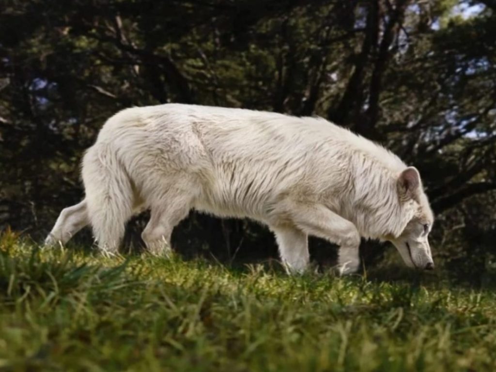 Espécime do lobo geneticamente modificado, aos 5 meses de idade. (Foto: Divulgação)