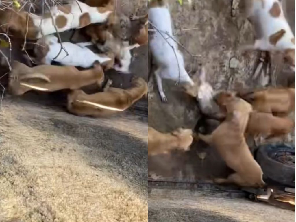 Vizinho gravou momento da briga entre os cachorros. (Foto: Reprodução)