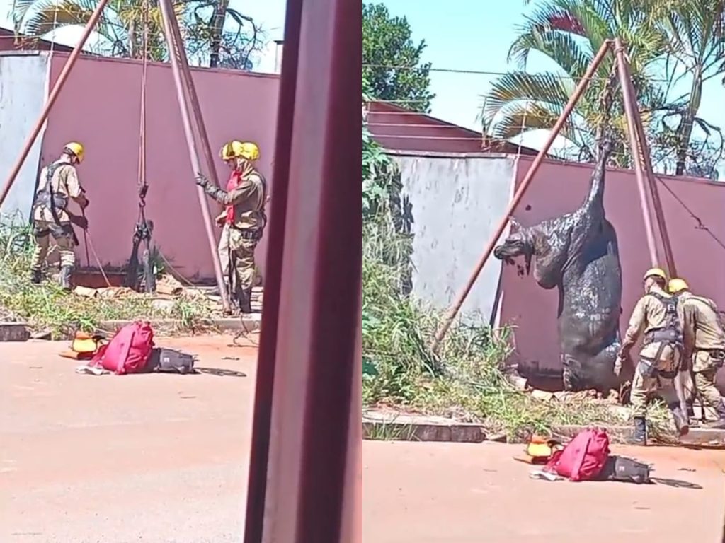 Bombeiros de Goiânia são acionados para remover “chifruda” do fundo de poço