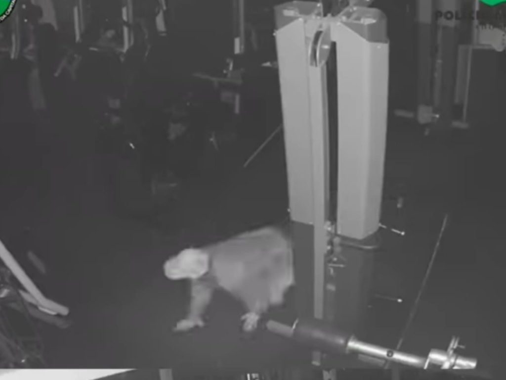 Homem é preso em Goiânia após ser filmado cometendo crime "engatinhando" em academia