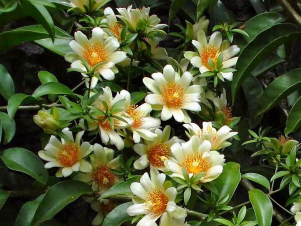 Uso da planta em suplementos foi proibido pela Anvisa. (Foto: Reprodução)