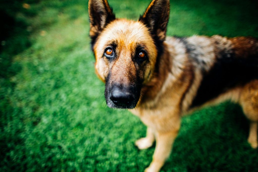 Cachorro come grama quando está com dor de barriga? Entenda a prática e saiba quando se preocupar