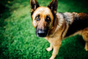 Cachorro come grama quando está com dor de barriga? Entenda a prática e saiba quando se preocupar