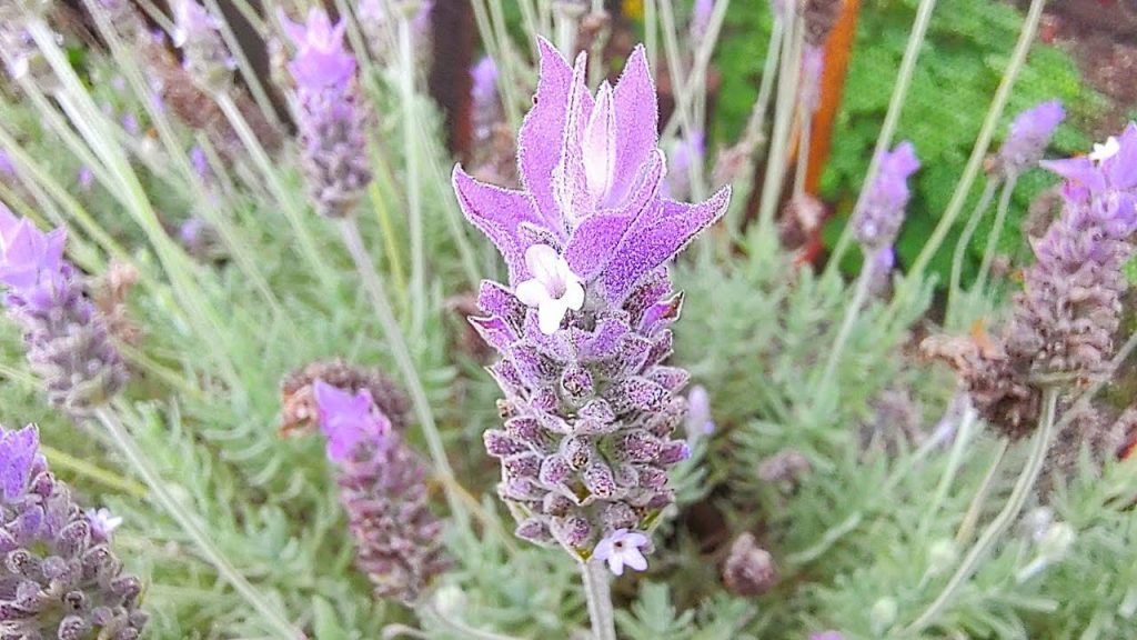 6 plantas que vão te ajudar a manter os cupins longe de casa