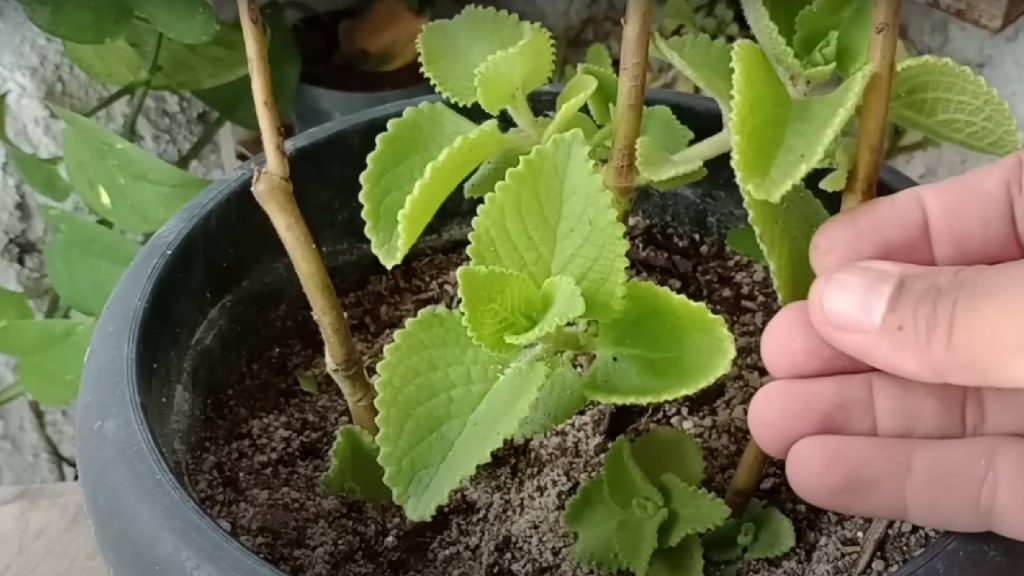 6 plantas que afastam insetos e são uma ótima opção para se ter em casa