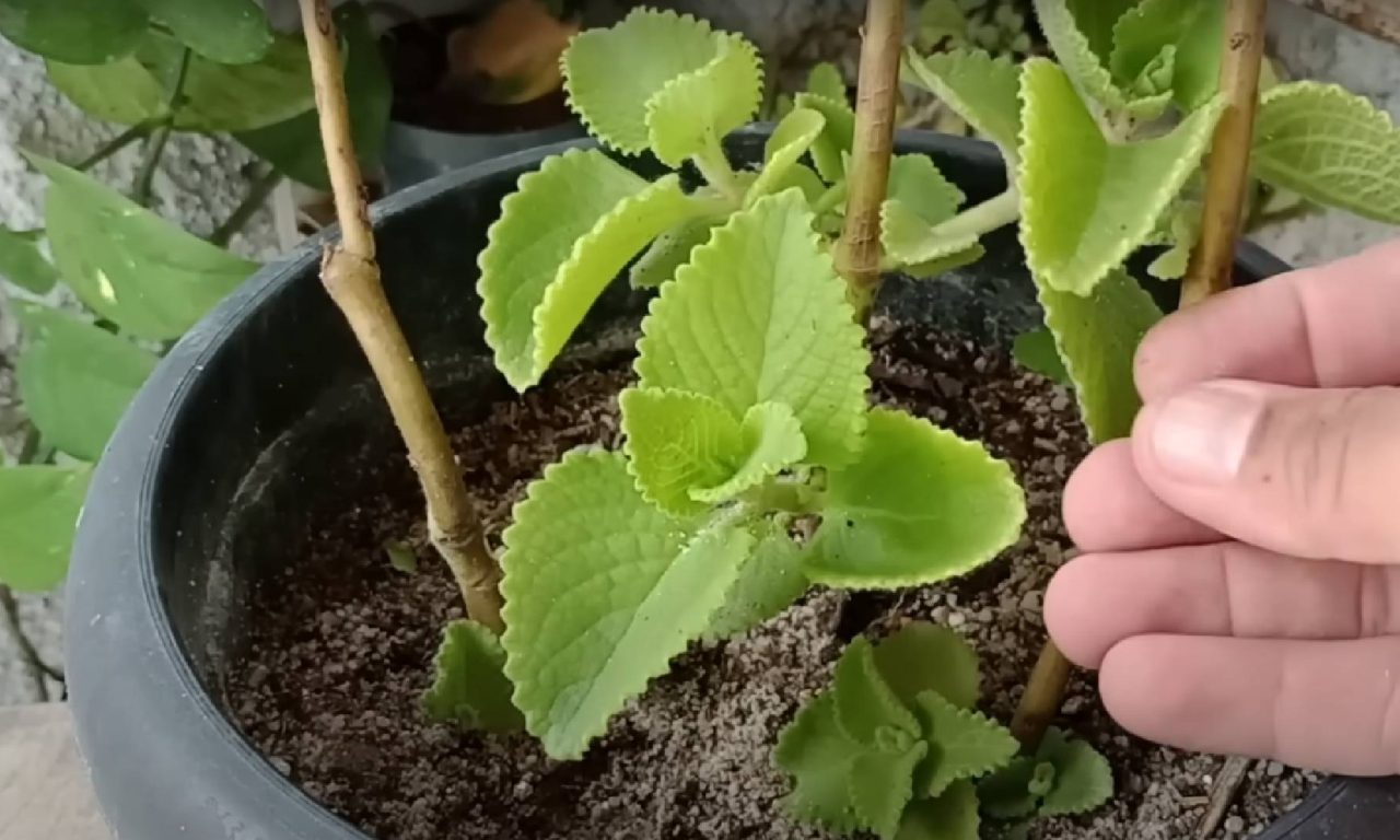6 plantas que afastam insetos e são uma ótima opção para se ter em casa