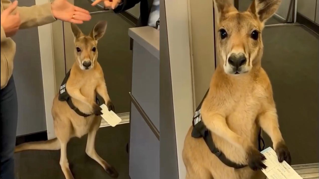 Canguru de apoio emocional viralizou nas redes sociais. (Foto: Reprodução/@infiniteunreality)