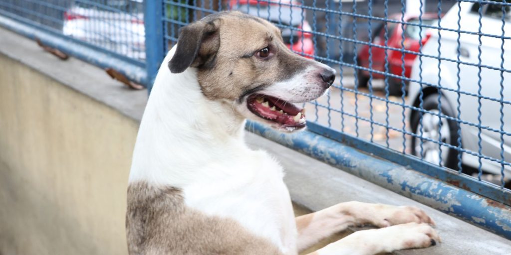 Passo a passo para fazer um RG para o seu pet (é simples e fica pronto na mesma hora)