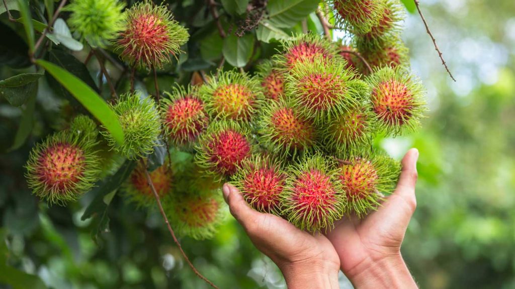 6 frutas amadas no exterior que nunca chegaram ao mercado brasileiro