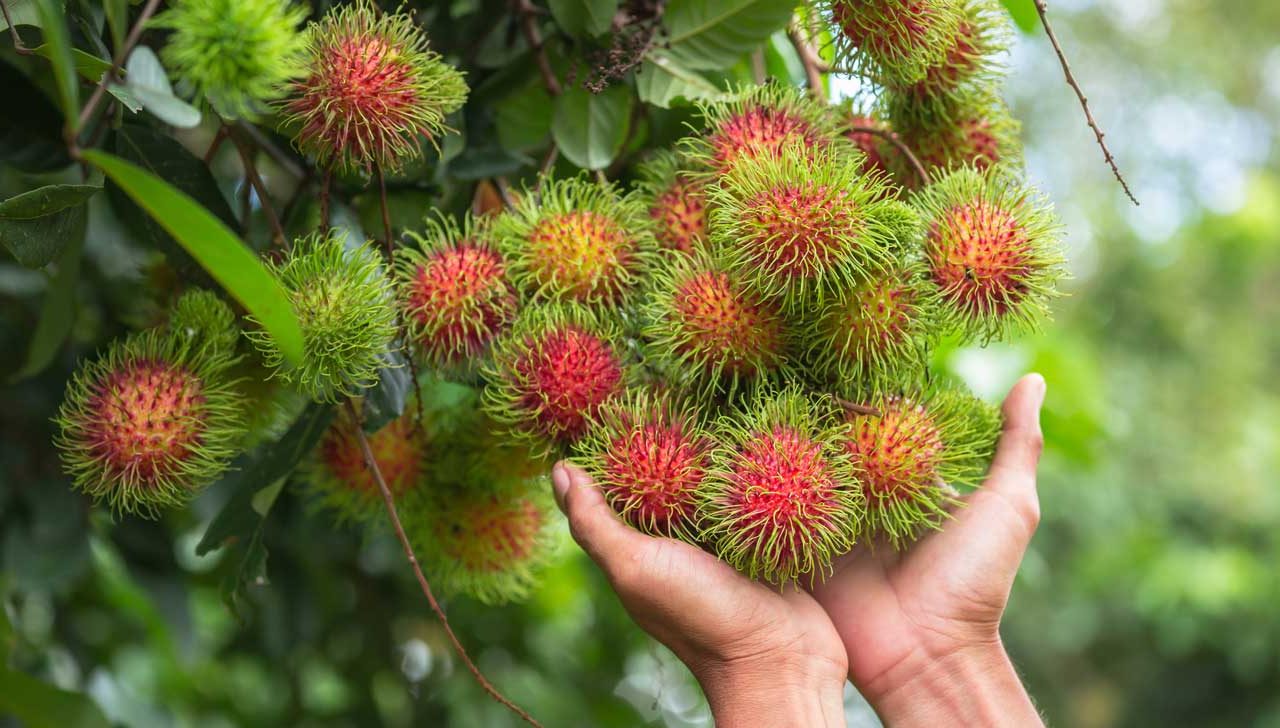6 frutas amadas no exterior que nunca chegaram ao mercado brasileiro