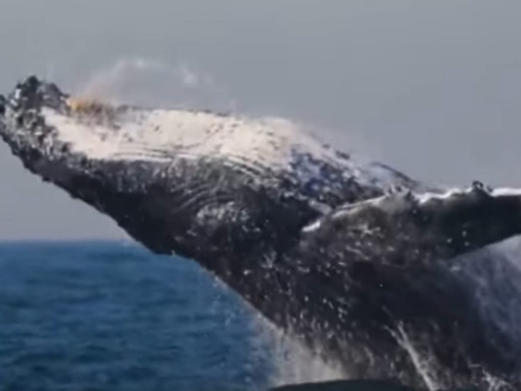 Espécime de baleia jubarte. (Foto: Reprodução/YouTube)