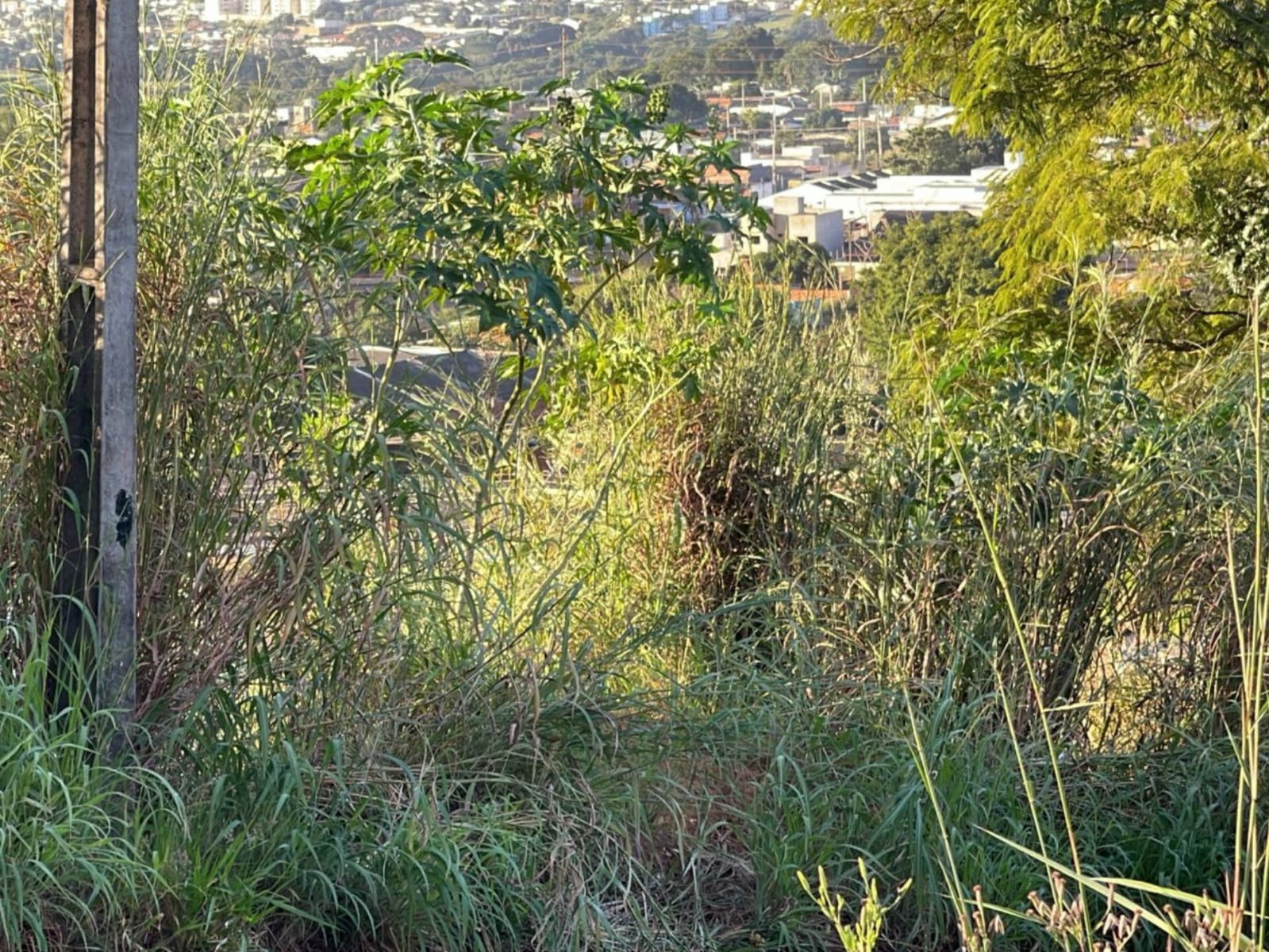 Mato alto também aumenta sensação de insegurança. (Foto: Reprodução)