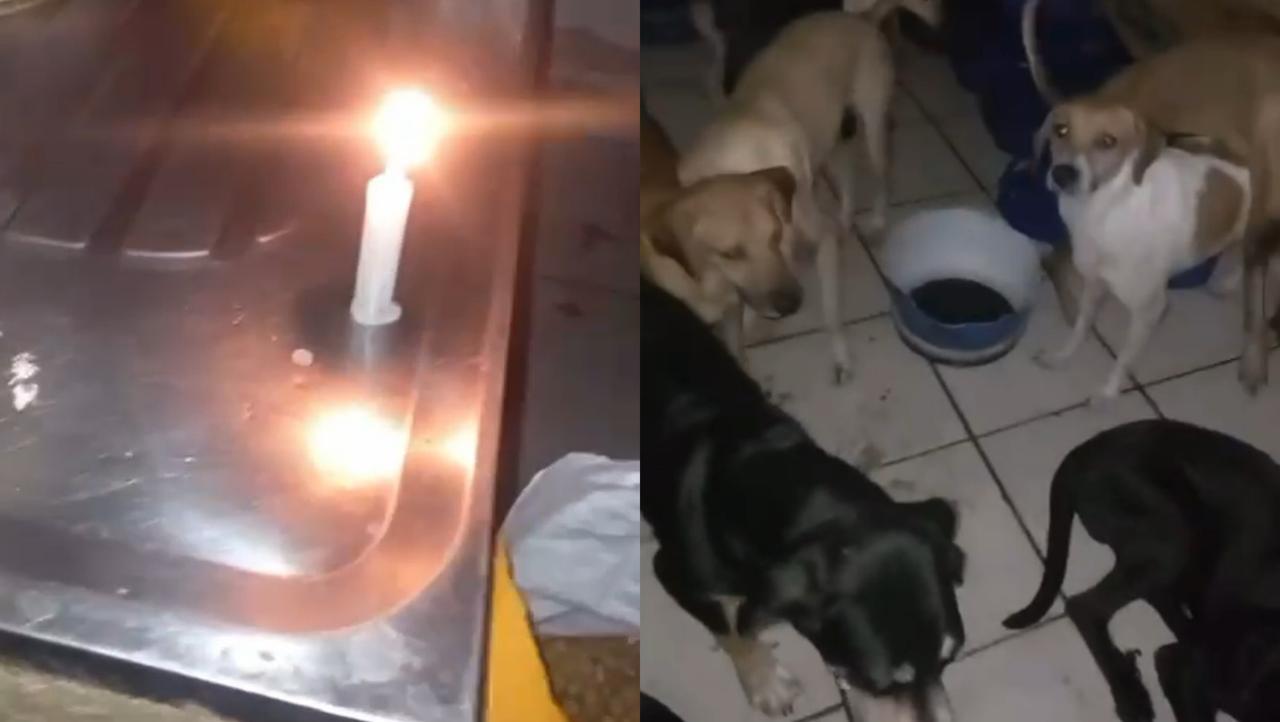 Com luz cortada e mais de 80 cães no escuro, jovem faz apelo em Anápolis: “desesperada e sem saber o que fazer”