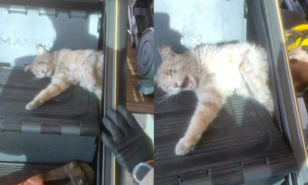 Gato ficou preso em um simulador de escada. (Foto: Divulgação)
