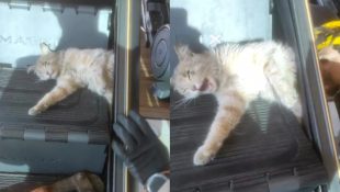 Gato ficou preso em um simulador de escada. (Foto: Divulgação)