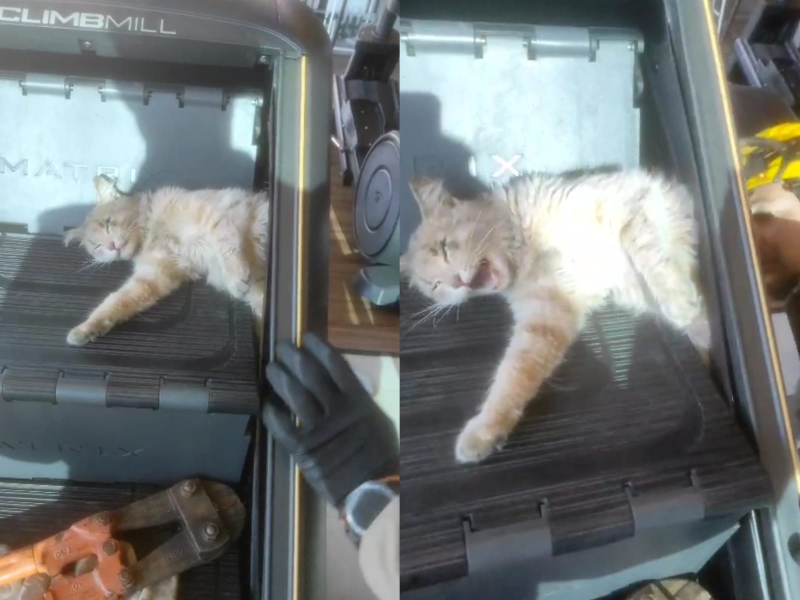 Gato ficou preso em um simulador de escada. (Foto: Divulgação)
