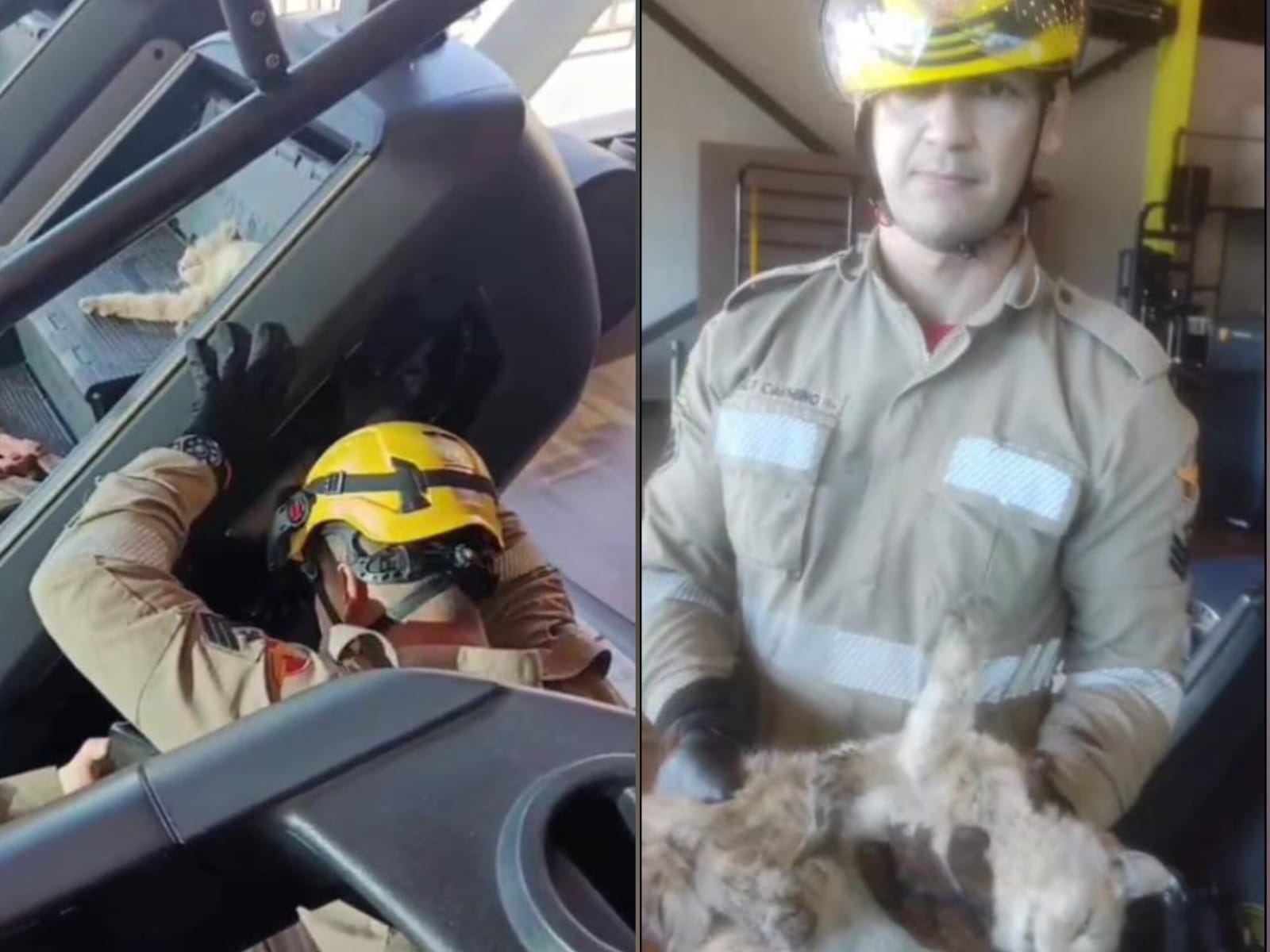 Gato foi resgatado e não apresentava ferimentos. (Foto: Divulgação)