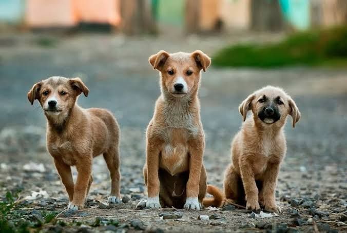 Adoção de bebê reborn e o abandono dos animais