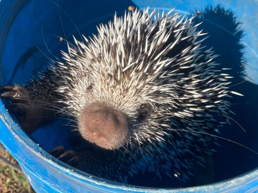 Ouriço foi devolvido em segurança para a natureza. (Foto: Divulgação)