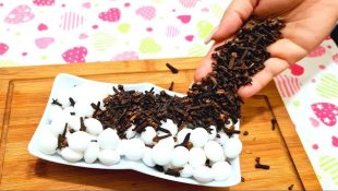 Soluções naturais e eficazes para acabar com a traça na sua casa