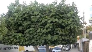Você deve manter essa planta longe de casa, se não quer atrair energia ruim