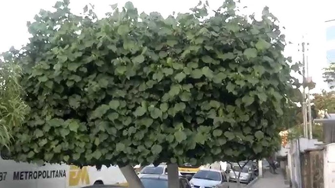 Você deve manter essa planta longe de casa, se não quer atrair energia ruim