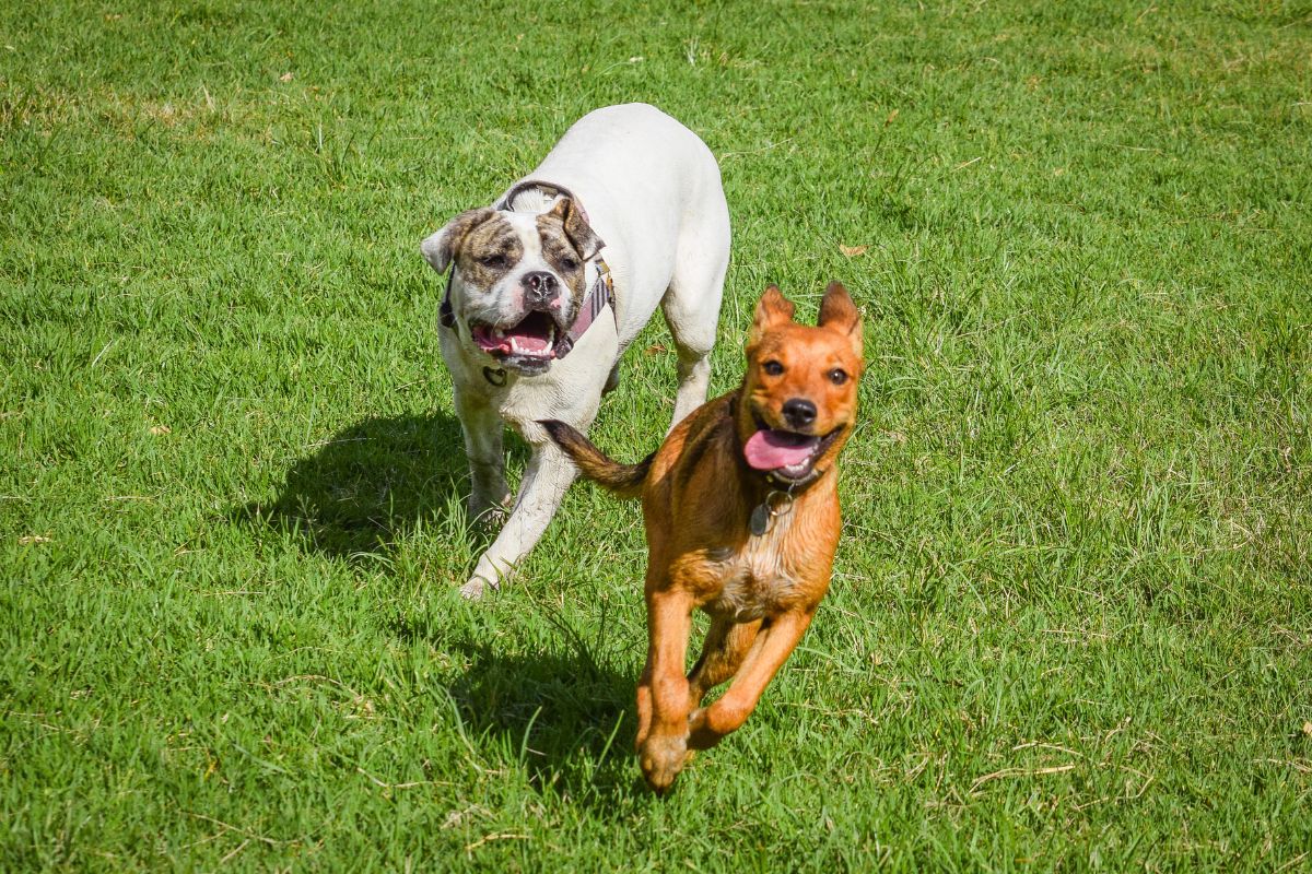 Corrida animal: Anápolis vai sediar circuito de atletismo para tutores e pets