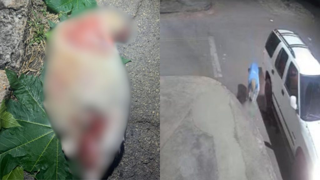 Restos de animal morto encontrados em via pública de Anápolis serão investigados, para confirmar a suspeita de que é um gato.