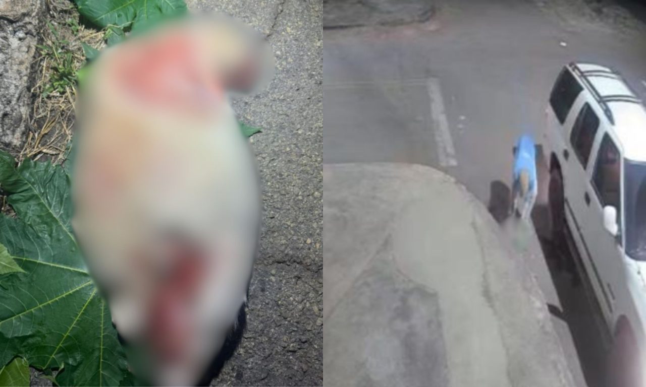 Restos de animal morto encontrados em via pública de Anápolis serão investigados, para confirmar a suspeita de que é um gato.