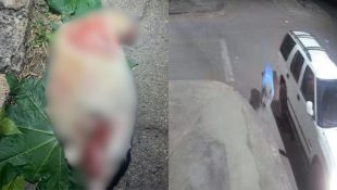 Restos de animal morto encontrados em via pública de Anápolis serão investigados, para confirmar a suspeita de que é um gato.